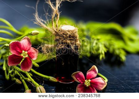 Red Colored Ayurvedic And Floral Essence Of Rangoon Creeper Or Chinese Honeysuckle Or Madhumalti In