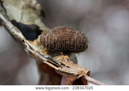 The Side View Of A Woolly Bear Caterpillar Cocoon On A Dried Green Leaf. The Case Is Made Of The Ins