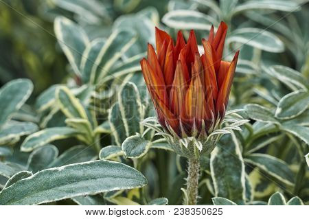 Garzania Flower In Bloom In The Garden In Spring