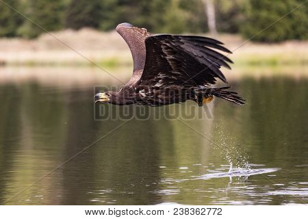 Birds Of Prey - Common Buzzard (buteo Buteo) Flying Over Lake.