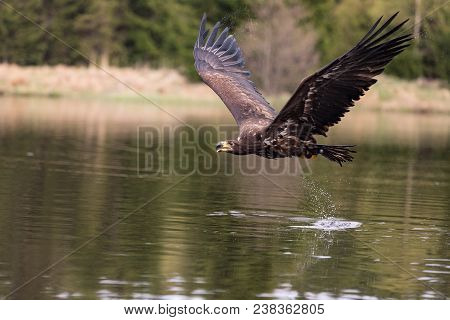 Birds Of Prey - Common Buzzard (buteo Buteo) Flying Over Lake.