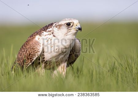 Close-up Portrait Of A Hobby Falcon, Falco Subbuteo, During Feeding On The Grass.