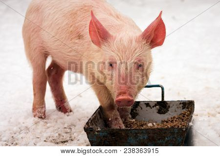 The Little Pig Is Eating And Standing On The Snow At Winter On White Background.