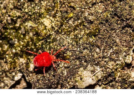 A Close Up Of A Red Velvet Mite Foraging On A Log During Spring.