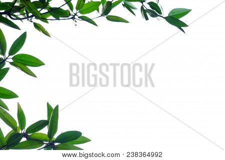 Tropical Tree Leaves With Branches Growing At The Botanical Park On White Isolated Background For Gr