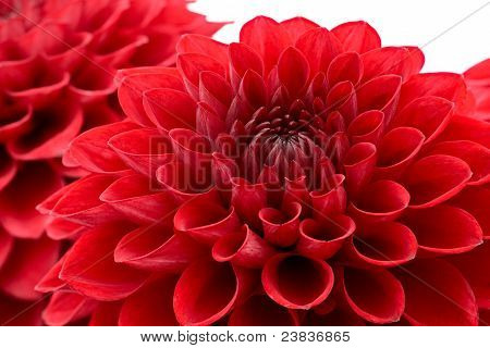 หัวดอกไม้เบญจมาศสีแดง