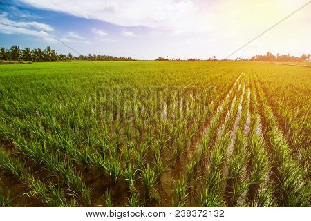 Rice Field Landscape, Paddy Field Landscape, South Borneo Indonesia