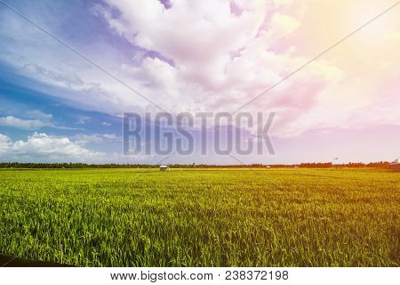 Rice Field Landscape, Paddy Field Landscape, South Borneo Indonesia