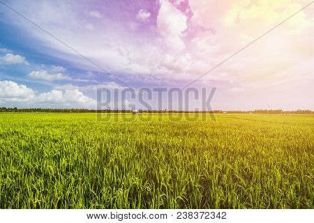 Rice Field Landscape, Paddy Field Landscape, South Borneo Indonesia