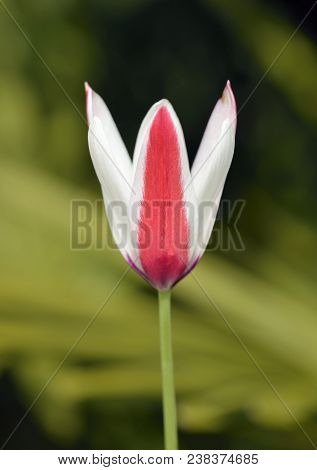Lady Tulip - Tulipa Clusiana 
From Afghanistan, Iran, Iraq, Pakistan And The Western Himalayas