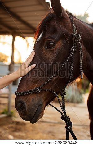 Girl With A Bay Horse Standing At Ranch
