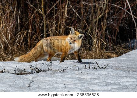 A Red Fox Hunting For Food In The Middle Of The Day