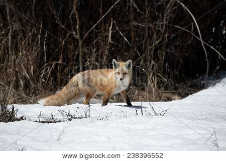 A Red Fox Hunting For Food In The Middle Of The Day
