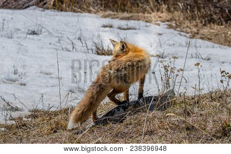 A Red Fox Hunting For Food In The Middle Of The Day