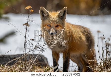 A Red Fox Hunting For Food In The Middle Of The Day