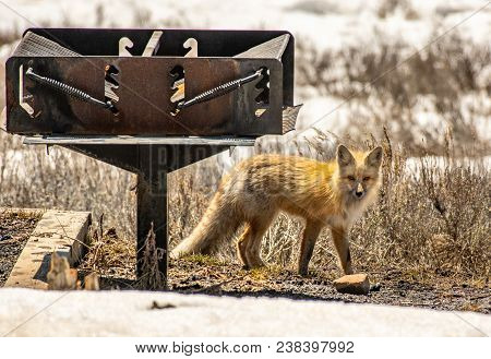 A Red Fox By A Bbq Grill