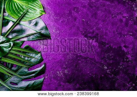 Creative Tropical Leaves Background. Trandy Tropical Leaves On Ultra Violet Slate Background - Color