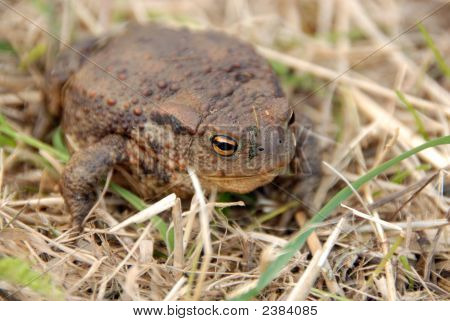 Sapo o rana en pasto
