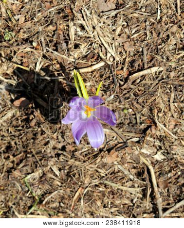 Flower Called Crocus A Species In Family Iridaceae In Spring