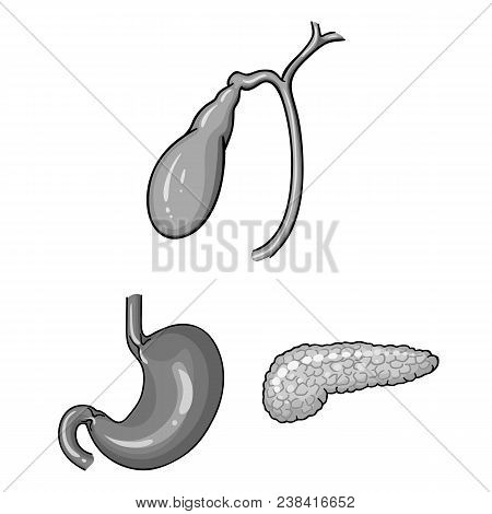 Human Organs Monochrome Icons In Set Collection For Design. Anatomy And Internal Organs Vector Symbo