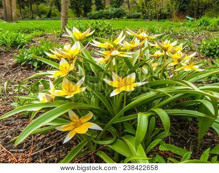 The Tulip Is Late. Bulb Perennial. One Of The Most Popular Species For Landscape Gardening And Rock 
