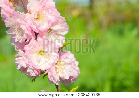 Almond Trilobate Terry Variety Rosenmund Luiseaniya Sakura