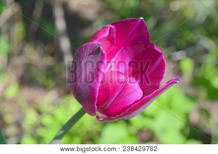 A Beautiful Purple Tulip Of Aesculapius Variety In Nature