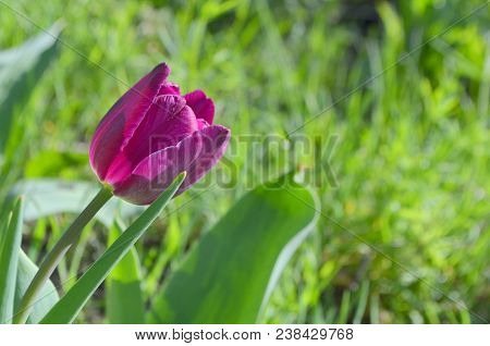A Beautiful Purple Tulip Of Aesculapius Variety In Nature