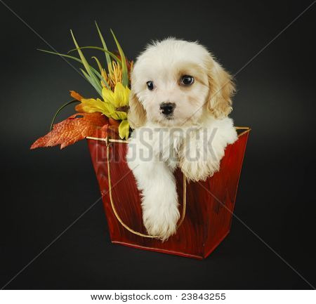 Upadek Cavachon szczeniaka