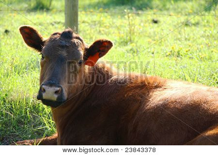 Brown Cow siedzący