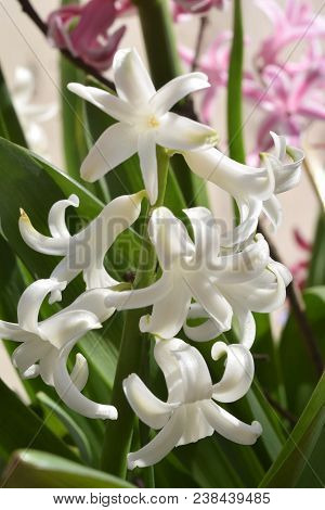 At The First Warm Rays Of Spring Colorful Hyacinths Bloom 217