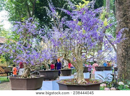 Ho Chi Minh City, Vietnam - February 16, 2018: Apricot Tree Blooming With Yellow Flowering Bonsai Br