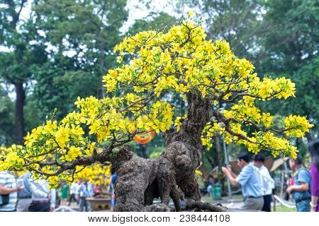 Ho Chi Minh City, Vietnam - February 16, 2018: Apricot Tree Blooming With Yellow Flowering Bonsai Br