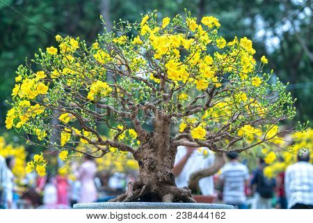 Ho Chi Minh City, Vietnam - February 16, 2018: Apricot Tree Blooming With Yellow Flowering Bonsai Br