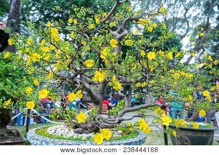 Ho Chi Minh City, Vietnam - February 16, 2018: Apricot Tree Blooming With Yellow Flowering Bonsai Br
