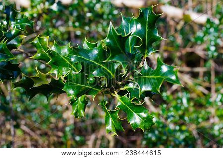 Сommon Holly, Irish Holly (ilex Aquifolium), Twig With Leaves, Ireland