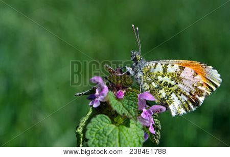 Orange Tip Butterfly. Butterfly On A Sunny Meadow. Spring Butterflies. Bright Transparent Wings. Cop