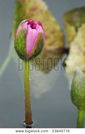 Un brote de nenúfar rosa en un jardín de agua