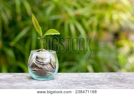 Coins In Glass Jar With The Small Tree On Top Set , Put In A Green Park Background Also Some Coins B