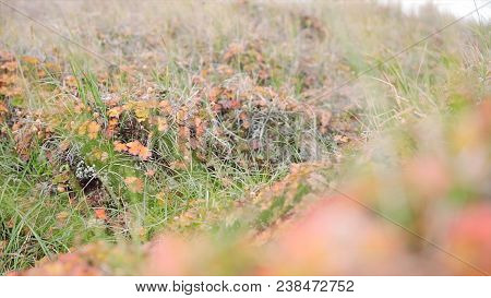Field. Video. Flower Field. Cosmos Flower In A Field. Field Plants