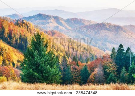 Highland Vegetation Modest Summer And Unusually Beautiful Colors Blooms In Autumn, Before Cold Weath