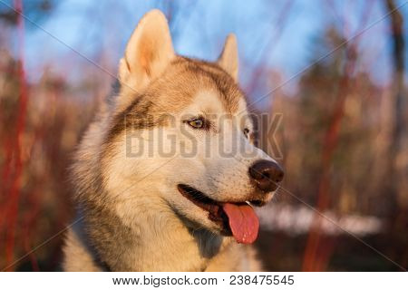 Image Of Beige And White Husky Dog With Tonque Out In The Forest Enjoying The Golden Sunset. Profile