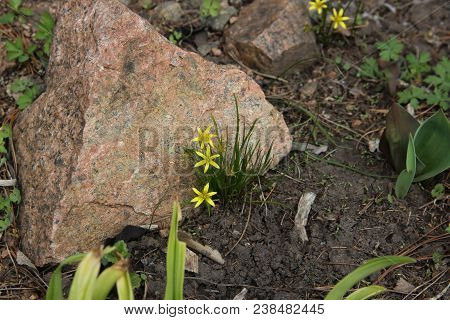 Beautiful Gentle Yellow Flowers Between Green Grass Grow From Under A Huge Stone