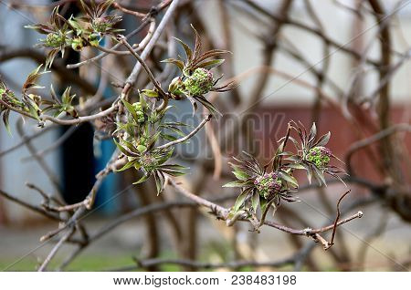 Amazing Red-green Berries On A Branch Closeup In A Garden Backyard