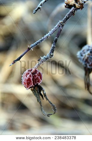 A Branch Of Frozen Red Berry Of Dogrose In Spring