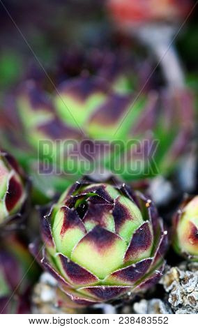 House Leek, Succulent Plant, Semper Vivum,