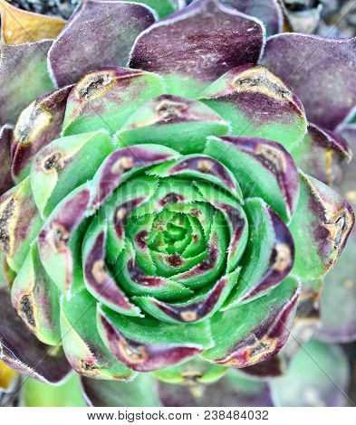 House Leek, Succulent Plant, Sempervivum, Image Of A