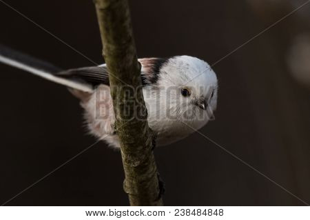 Long-tailed Tit Aegithalos Caudatus Sitting On A Branch In Germany
