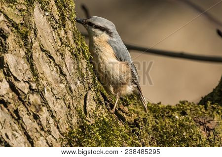 Eurasian Or Wood Nuthatch Sitta Europaea Looking For Food On A Branch