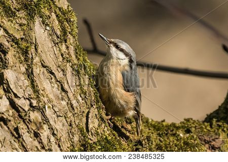 Eurasian Or Wood Nuthatch Sitta Europaea Looking For Food On A Branch